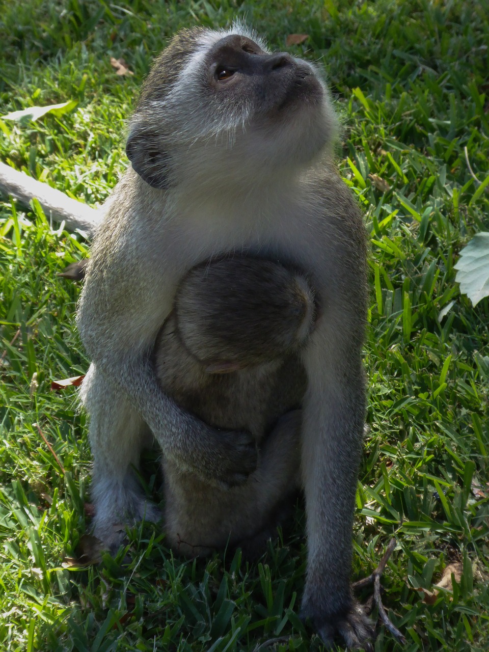 south africa  safari  monkey free photo