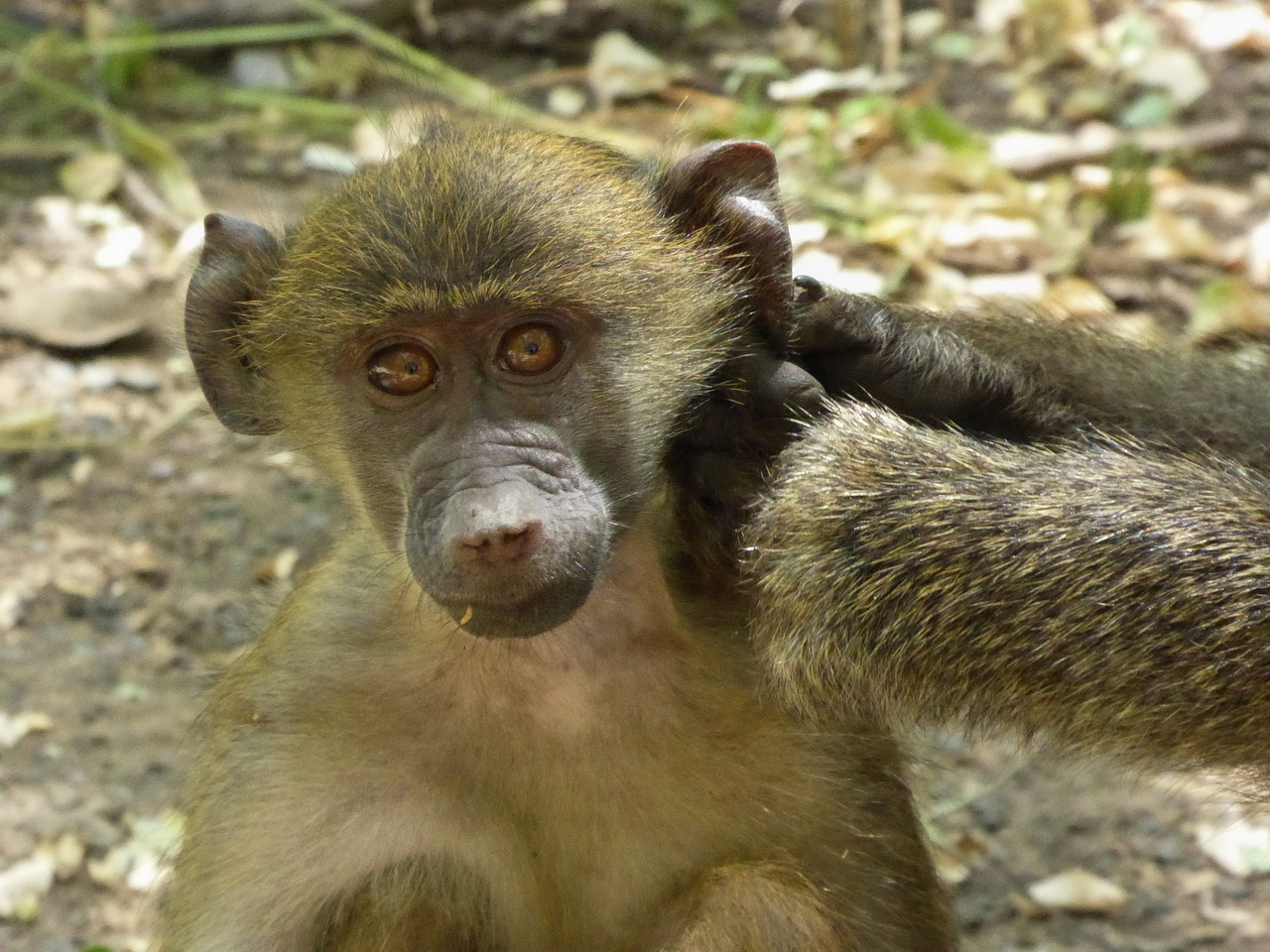 south africa  safari  monkey free photo