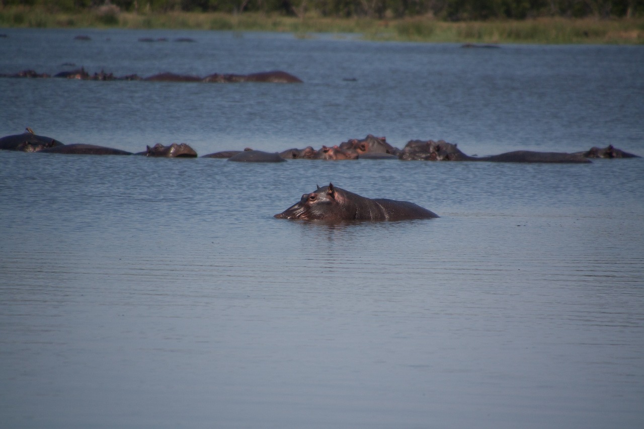 south africa  hippo  water free photo