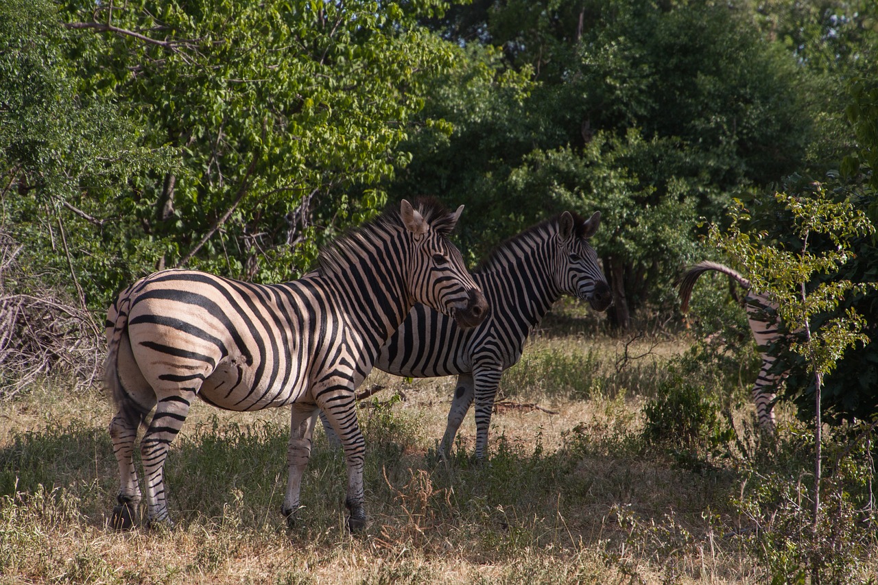 south africa  zebra  animal free photo