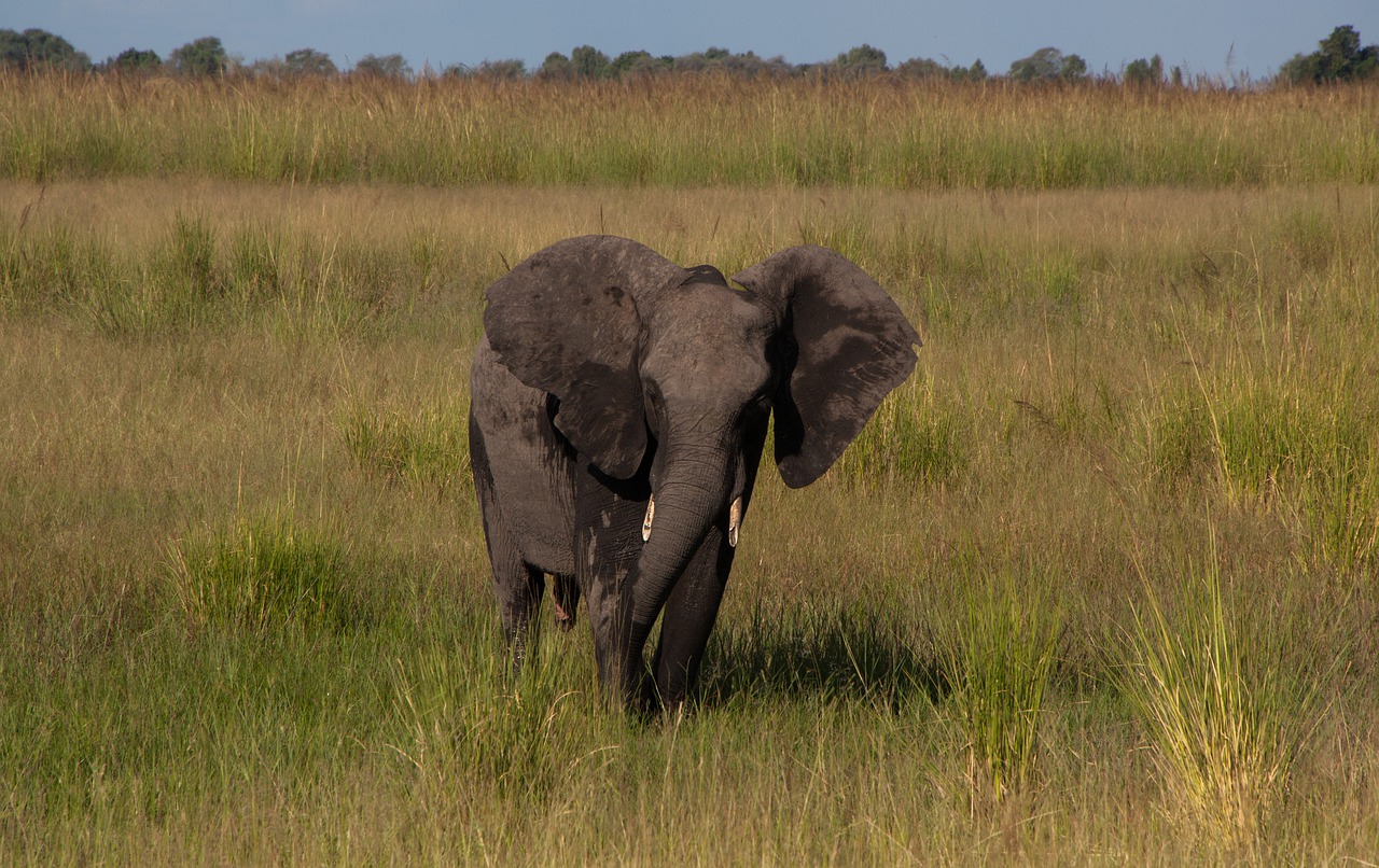 south africa  elephant  safari free photo