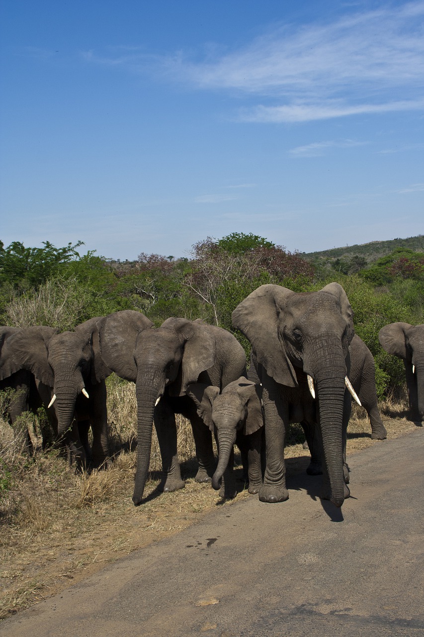 south africa  national park  elephant free photo
