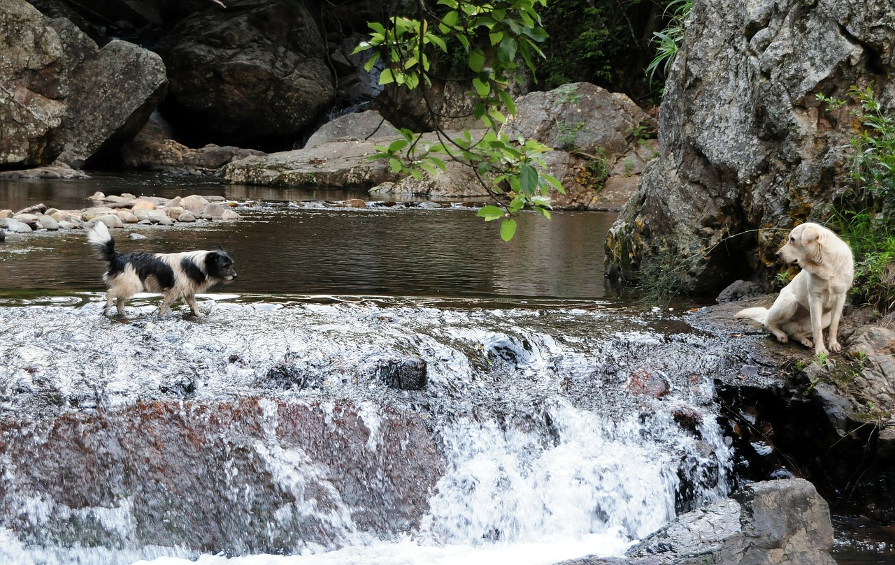 south africa cascade dog free photo