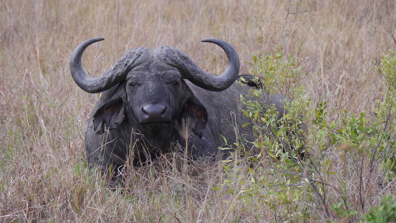 south africa hluhluwe buffalo free photo