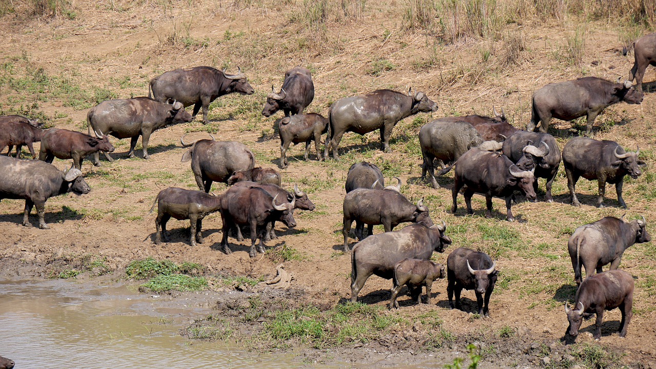 south africa hluhluwe buffalo herd free photo