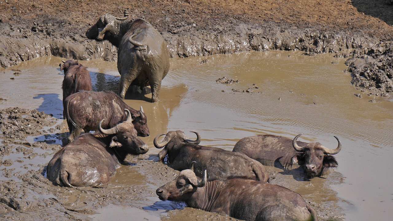 south africa buffalo herd animals free photo