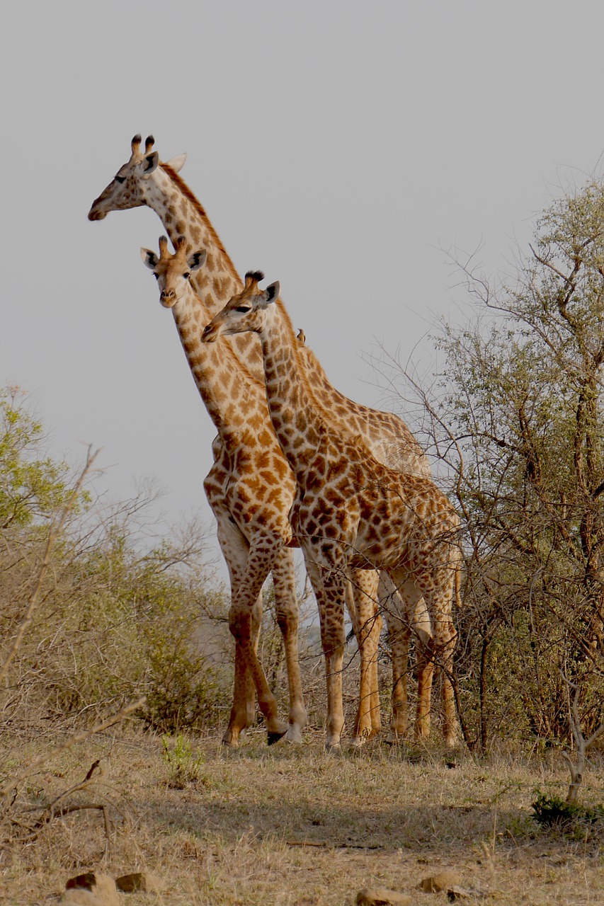 south africa hluhluwe giraffe free photo