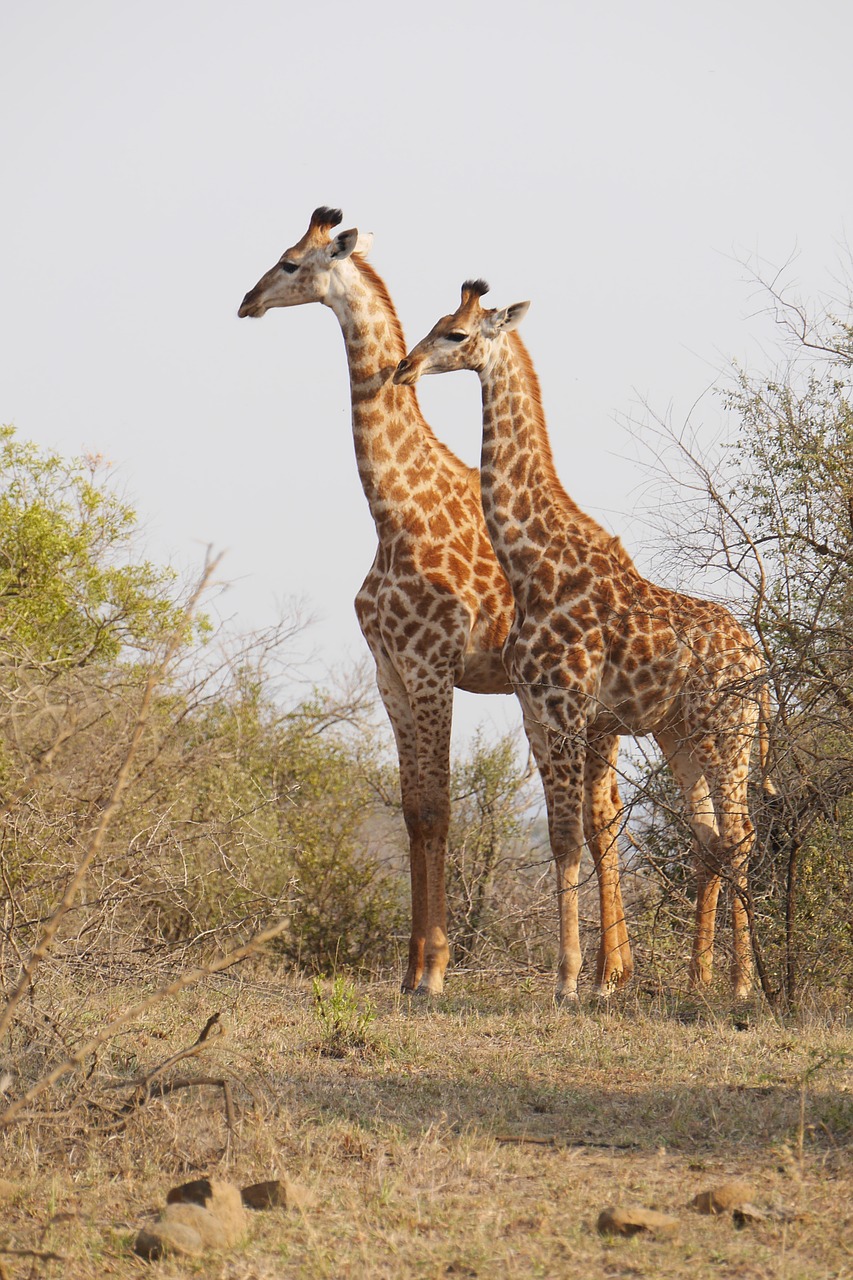 south africa hluhluwe giraffe free photo