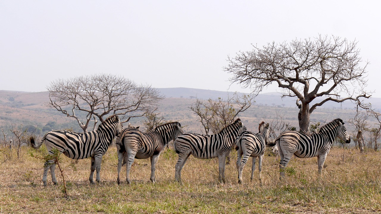 south africa hluhluwe zebras free photo