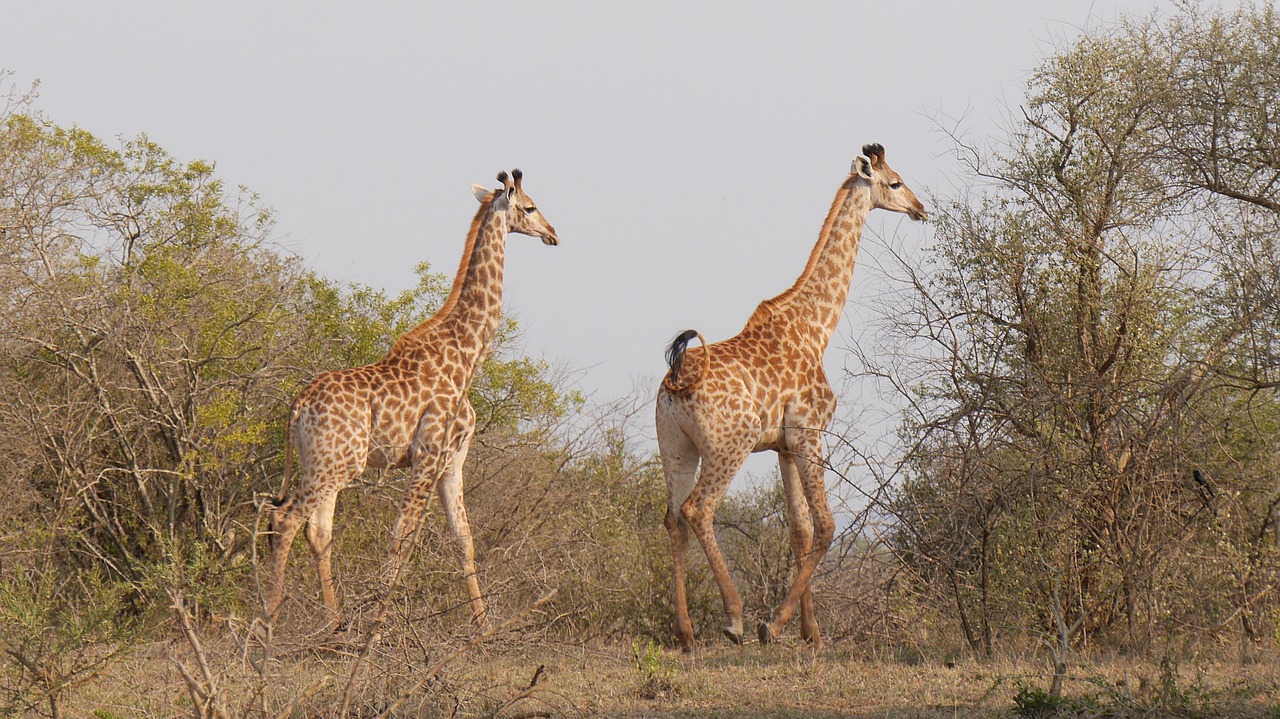 south africa hluhluwe giraffes free photo