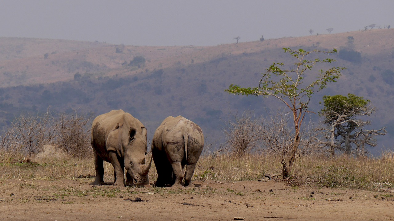 south africa hluhluwe rhino free photo