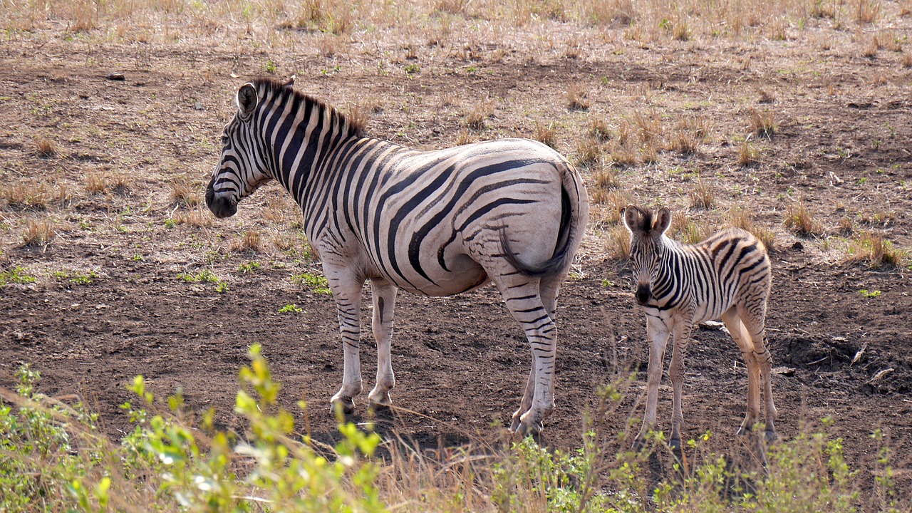 south africa hluhluwe zebras free photo