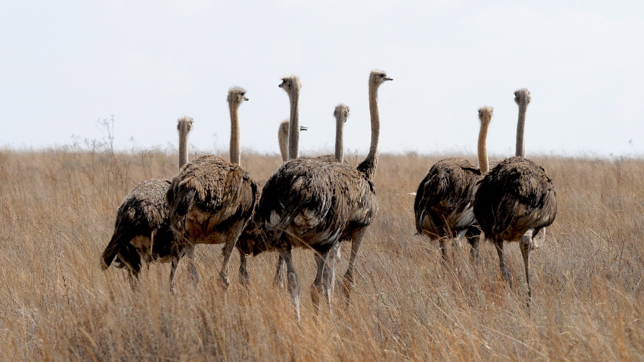 south africa ostrich bird wildlife photography free photo