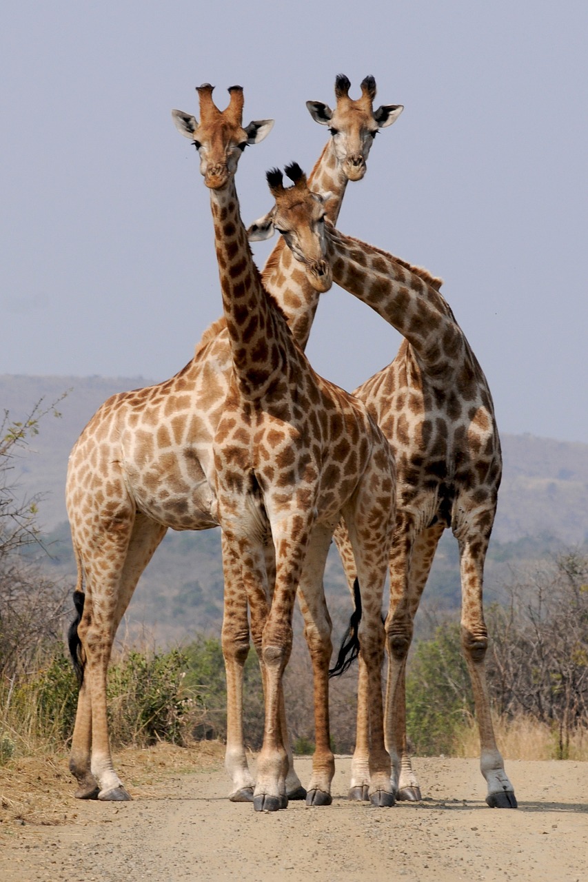 south africa national park hluhluwe free photo