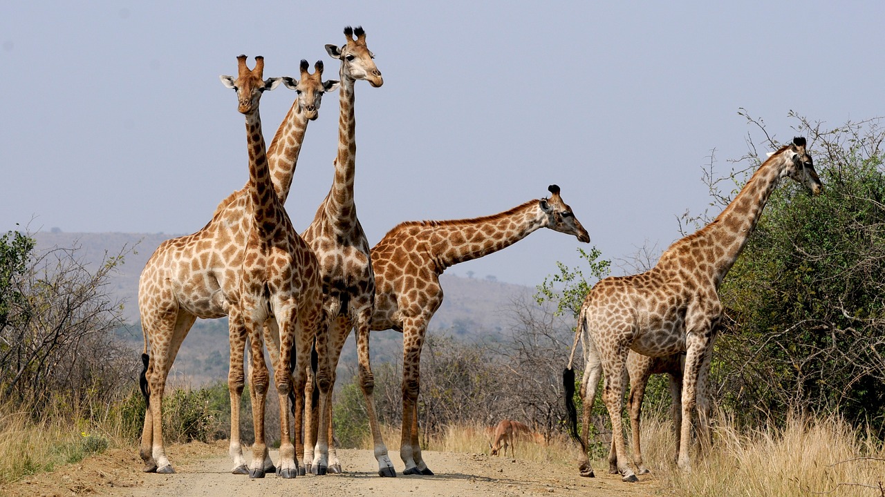 south africa hluhluwe giraffes free photo