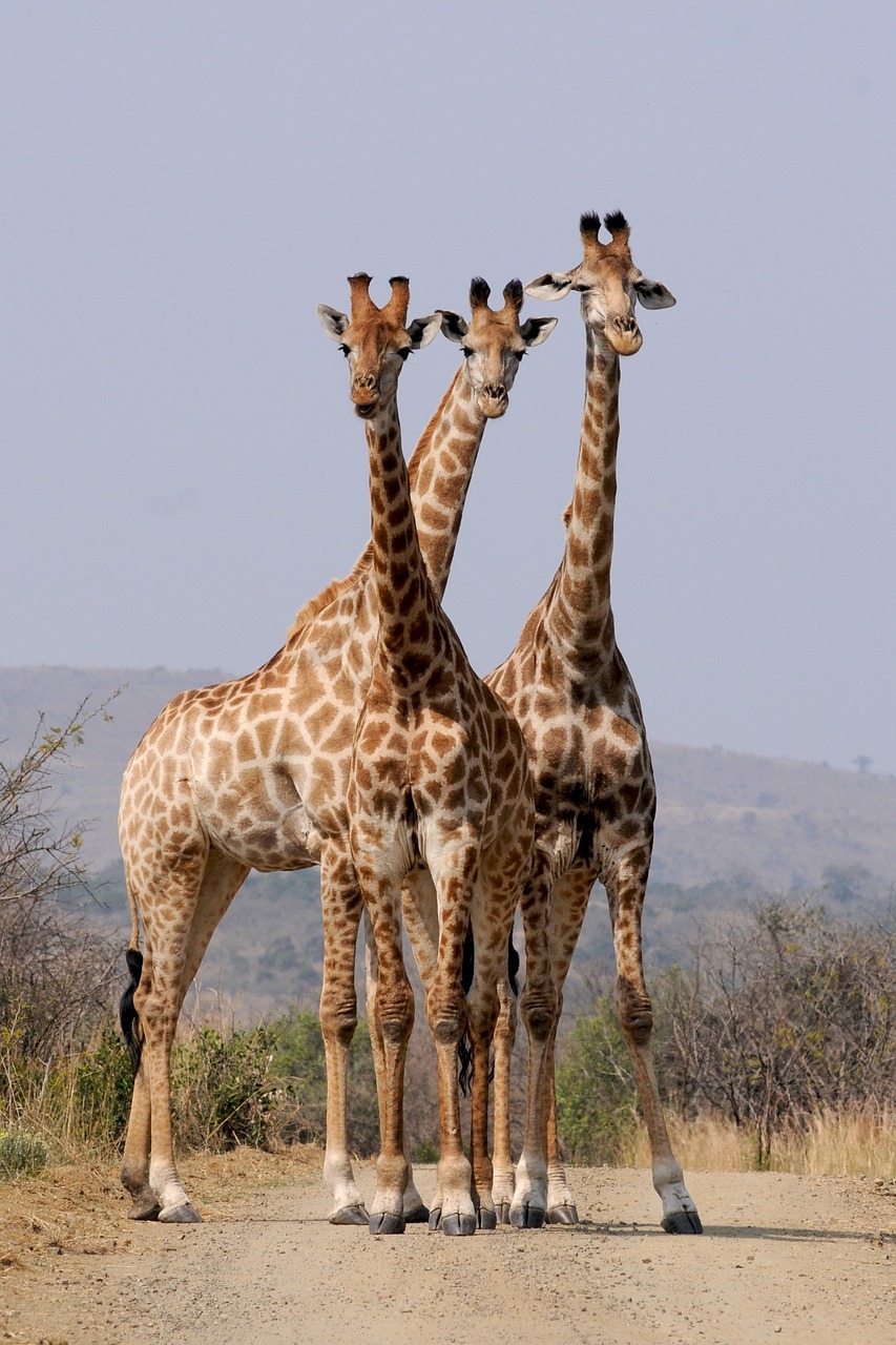 south africa hluhluwe giraffes free photo