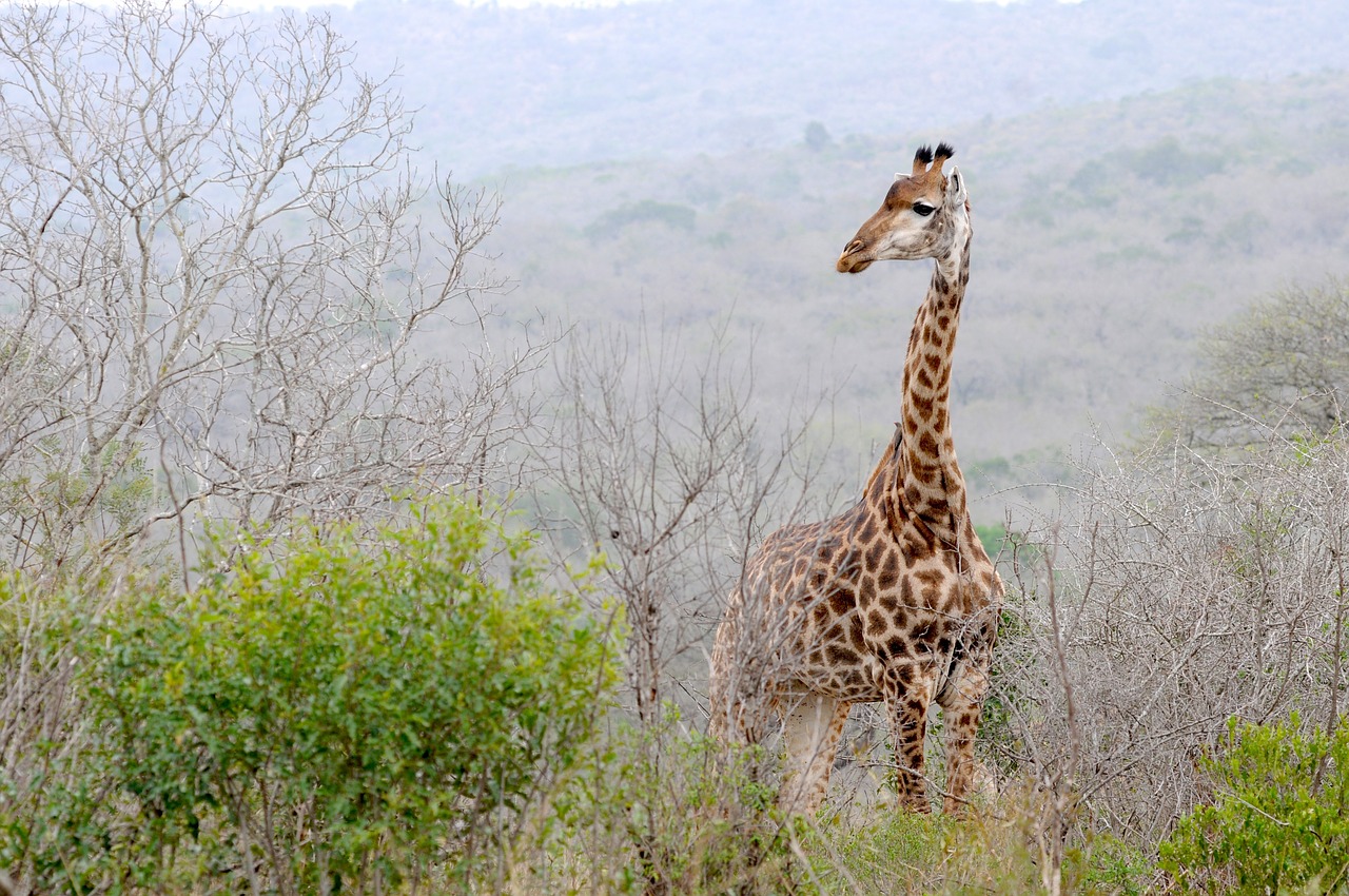 south africa hluhluwe giraffe free photo