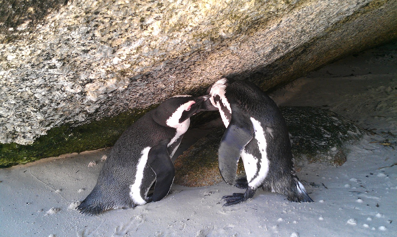 south africa boulders beach penguin free photo