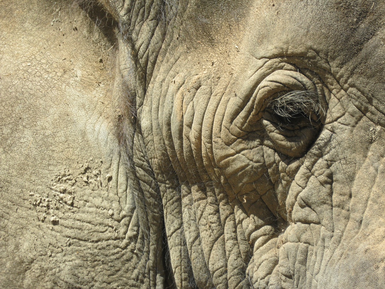 south africa head elephant free photo