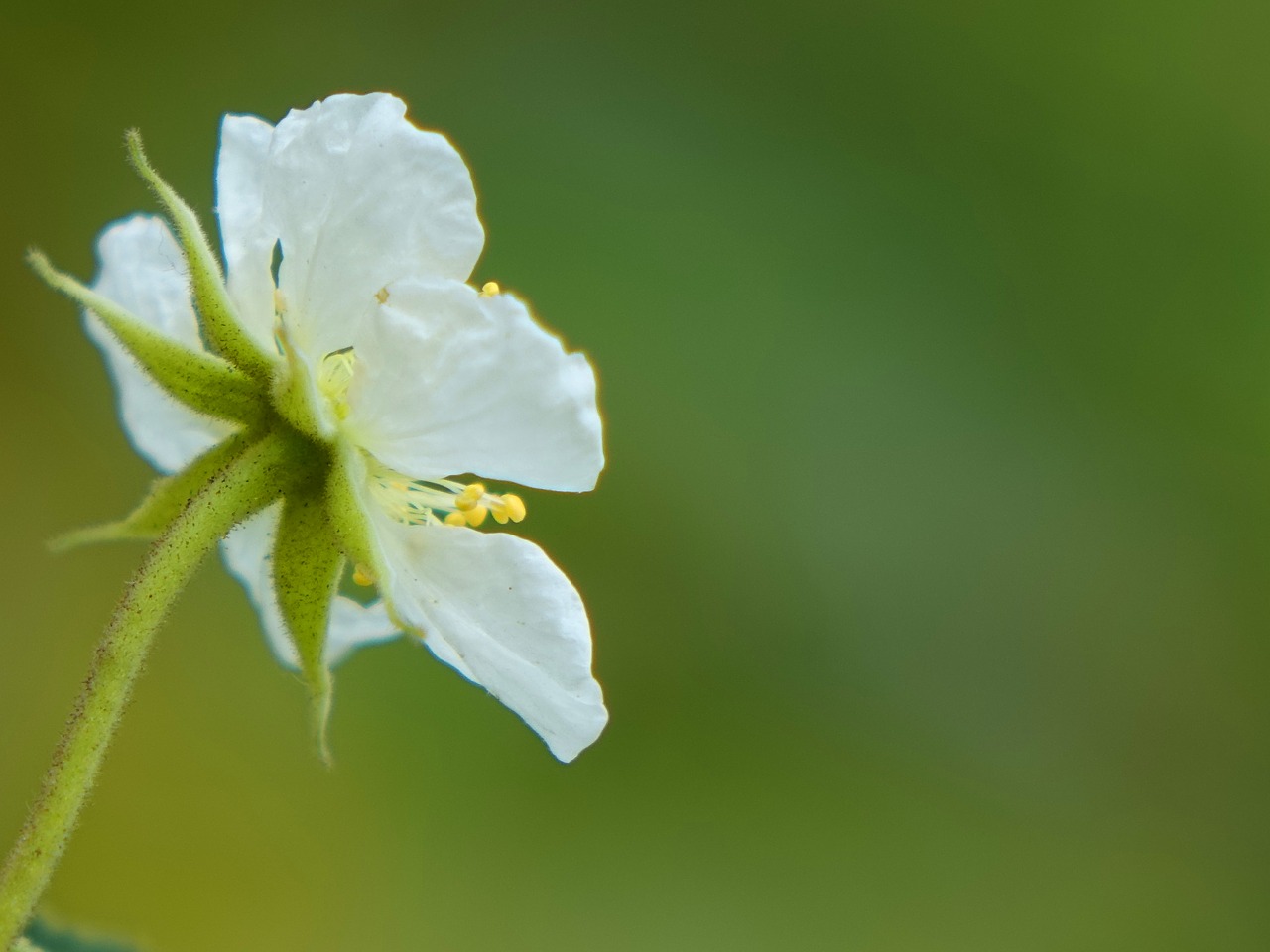 south america holiday 櫻 peach the wild fruit tree small white flowers free photo