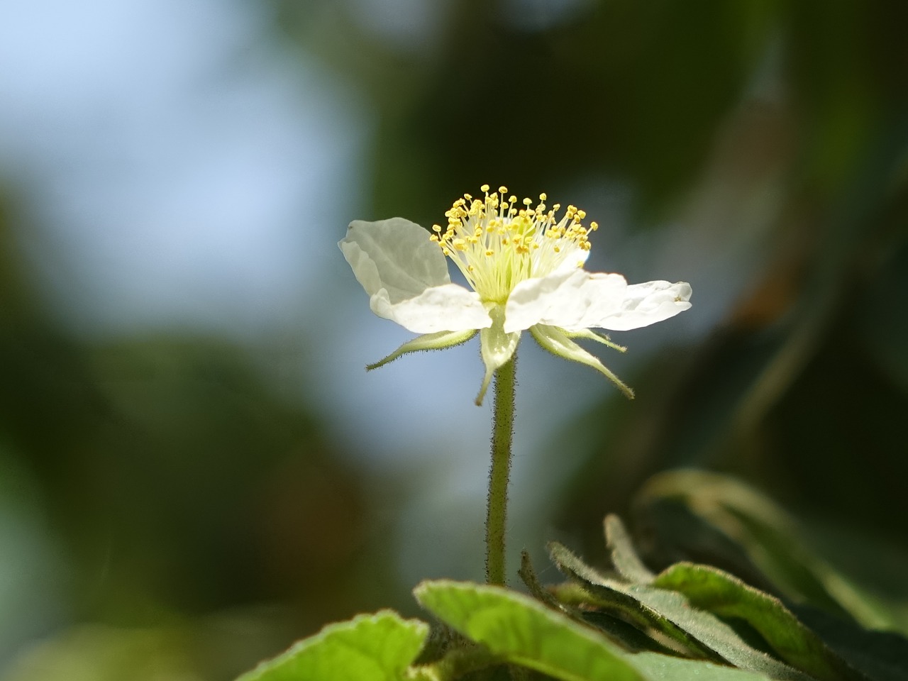 south america holiday 櫻 peach the wild fruit tree small white flowers free photo