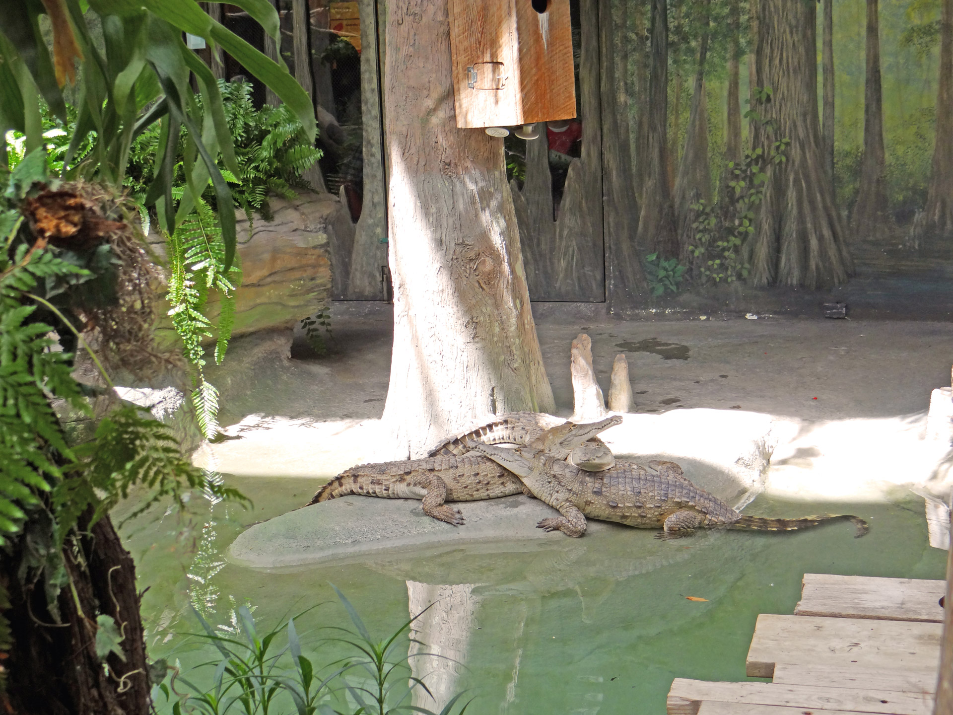 south american alligators zoo animals free photo