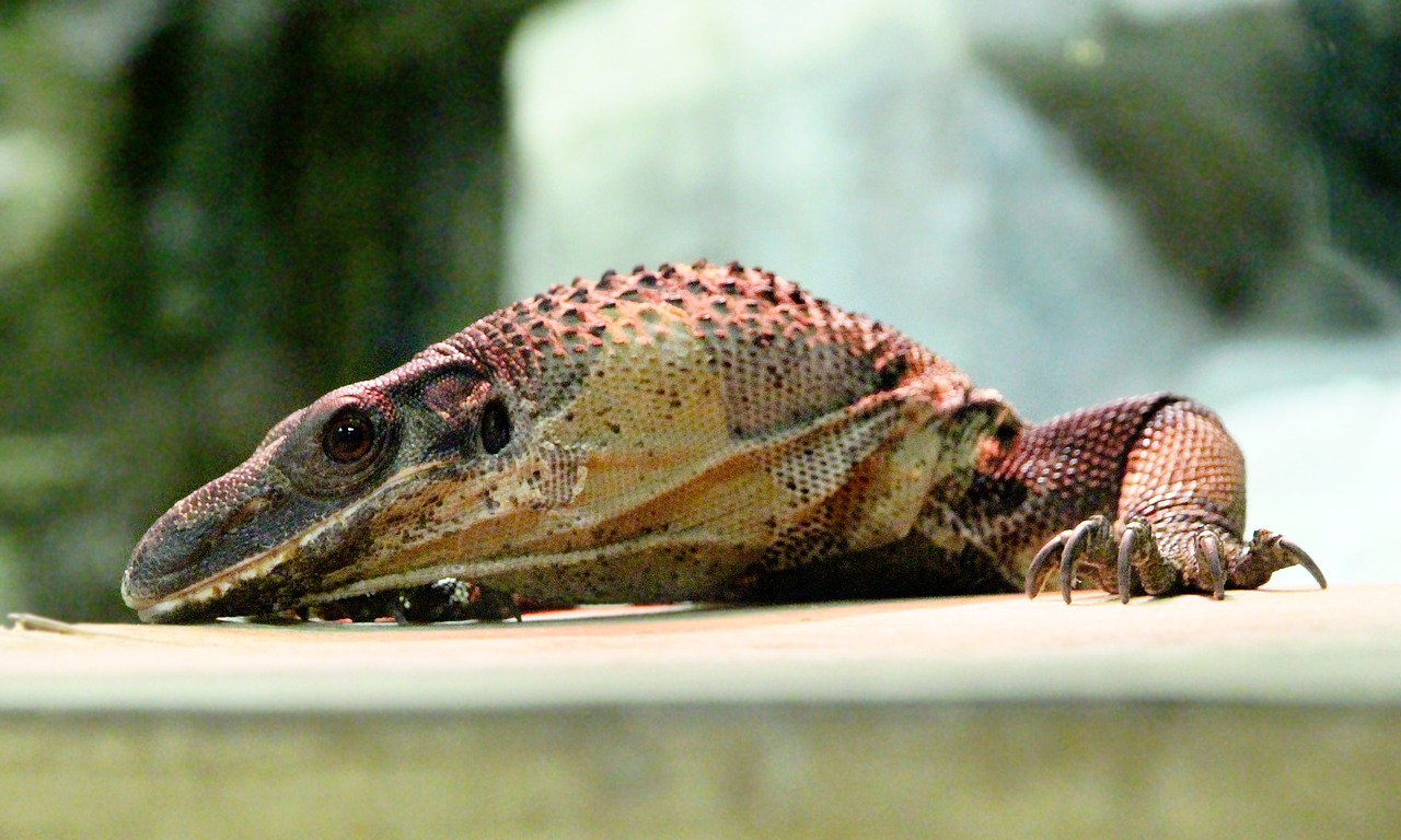 south asia monitor reptile varanus rudicollis free photo