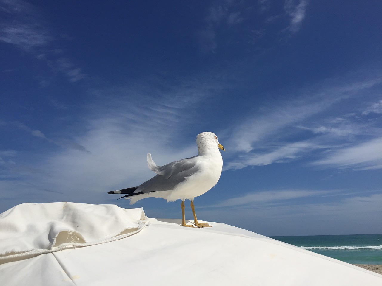 seagull south beach miami free photo