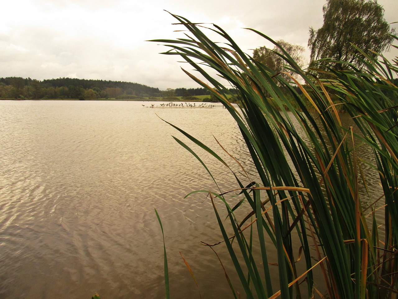 south bohemia lake reeds free photo