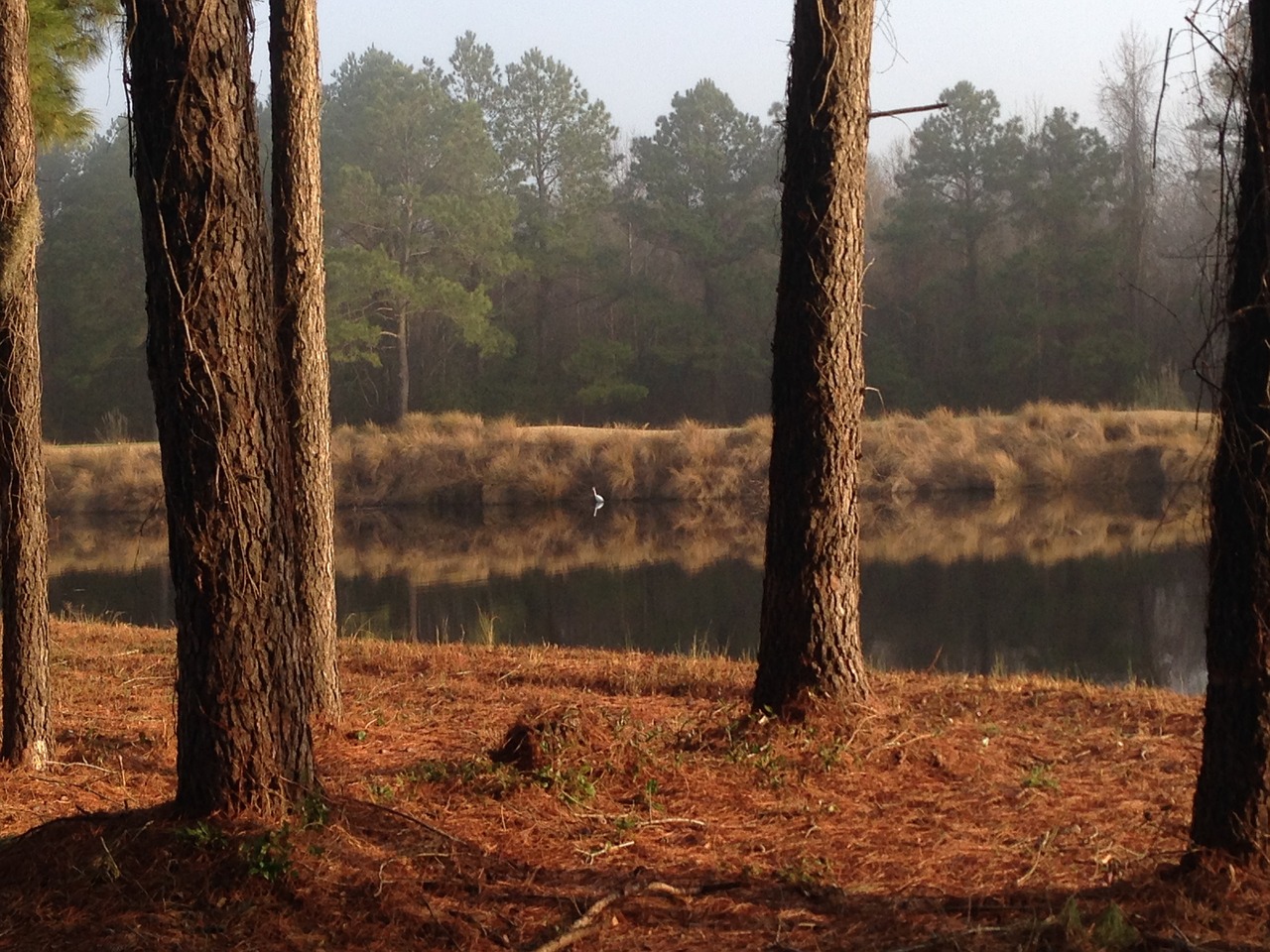 south carolina summer trees free photo