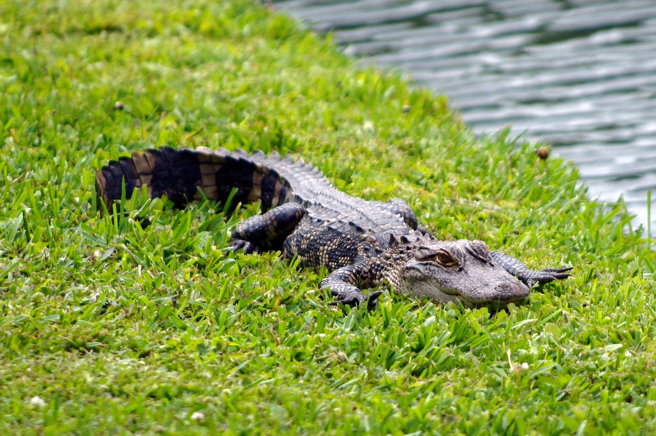 south carolina alligator  alligator  animal free photo