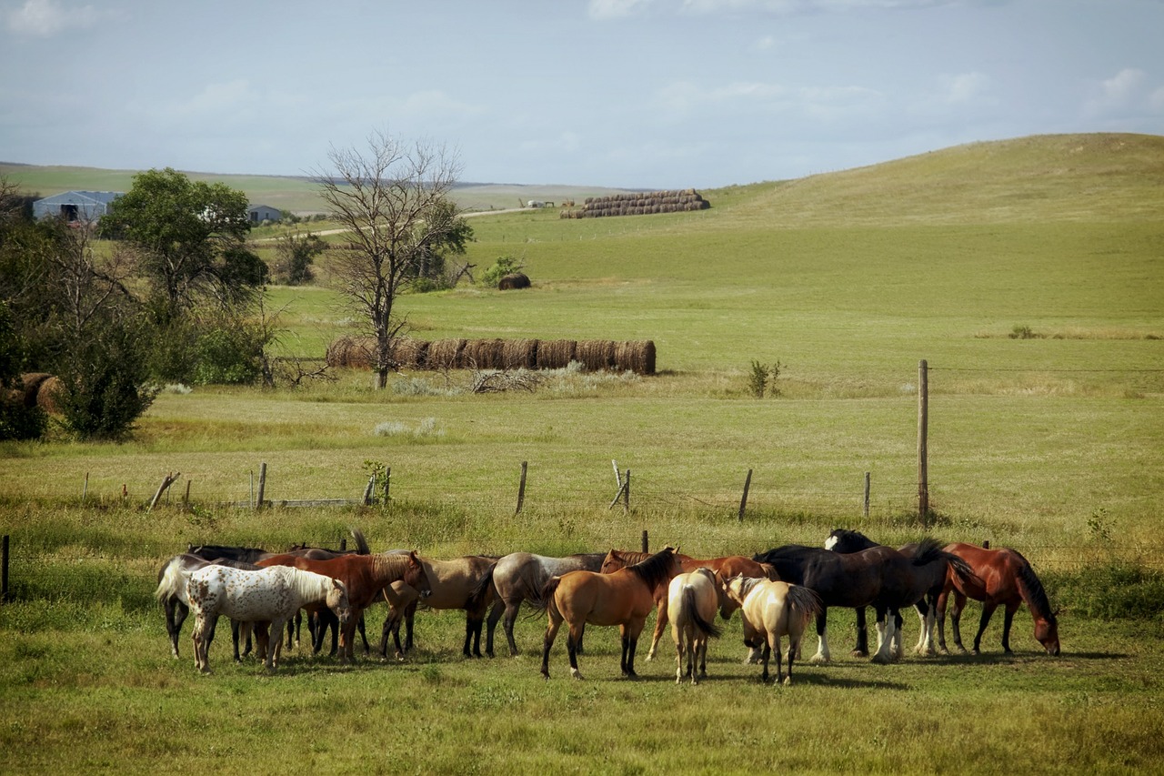 south dakota farm ranch free photo