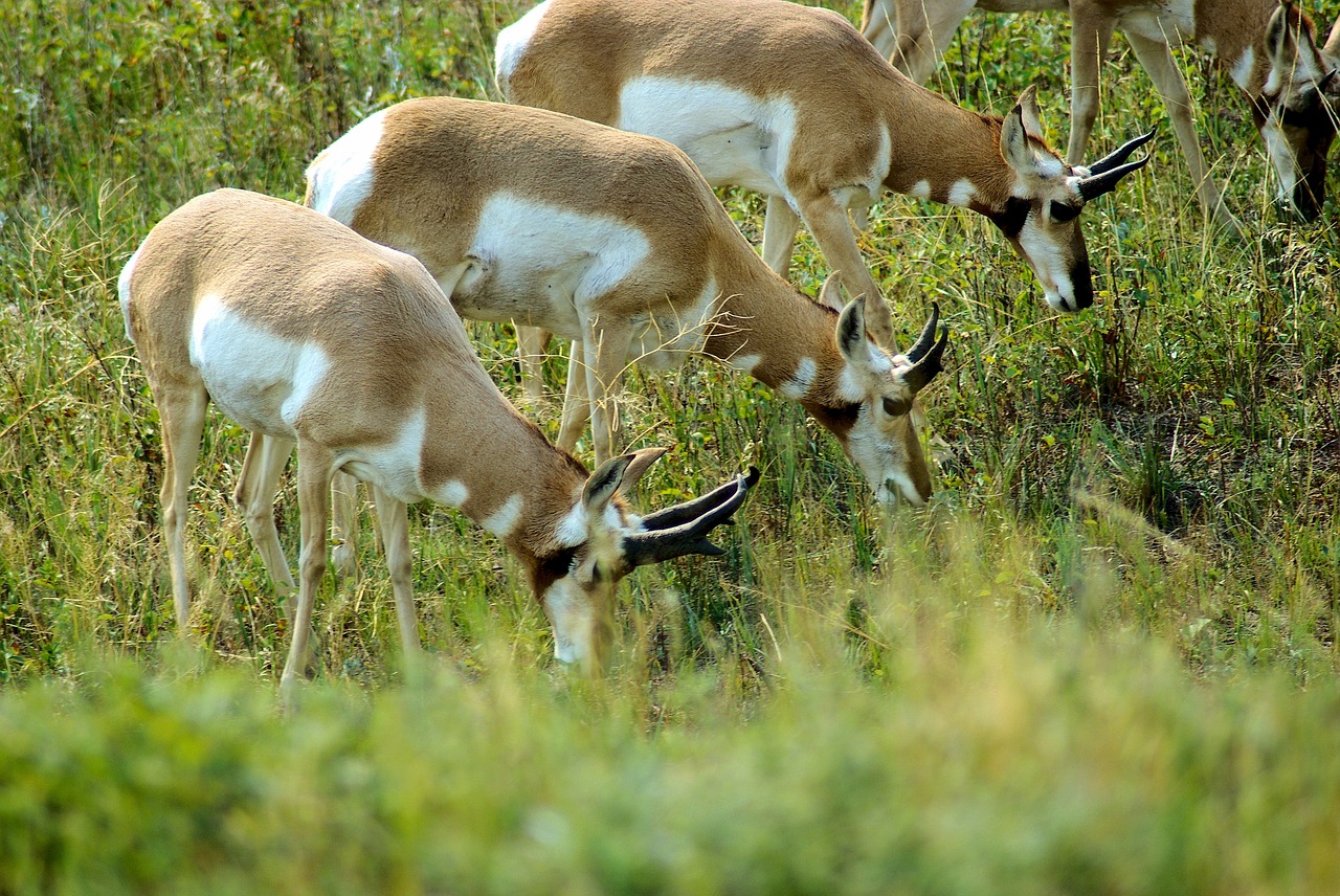 south dakota antelope  antelope  pronghorn free photo