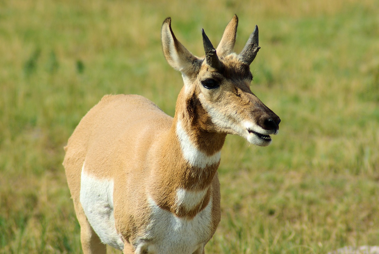 south dakota pronghorn  antelope  pronghorn free photo