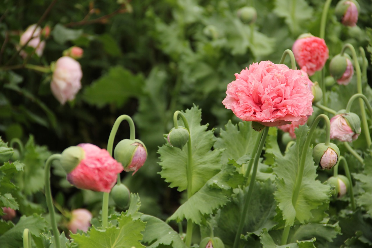 south gland gardens savill garden free photo