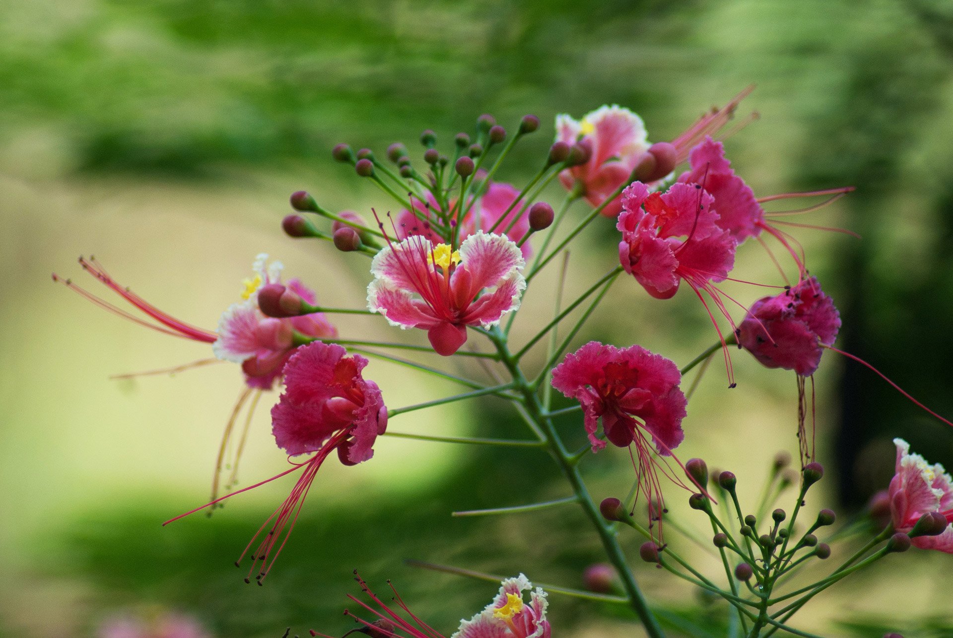 goan flowers benaulim free photo