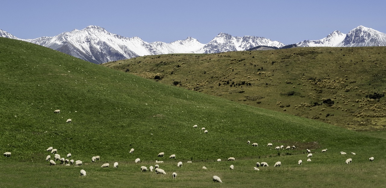 south island new zealand sheep free photo