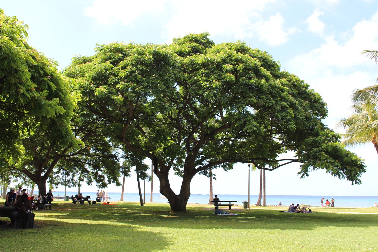 south island hawaii big tree free photo