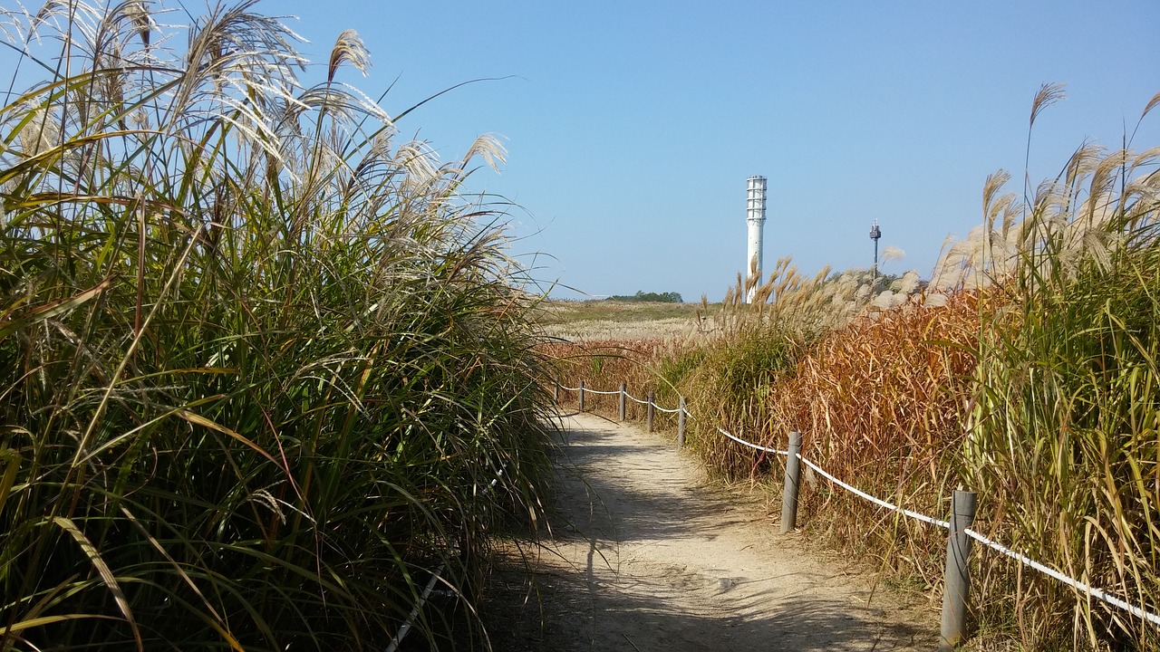 south korea park autumn grass free photo