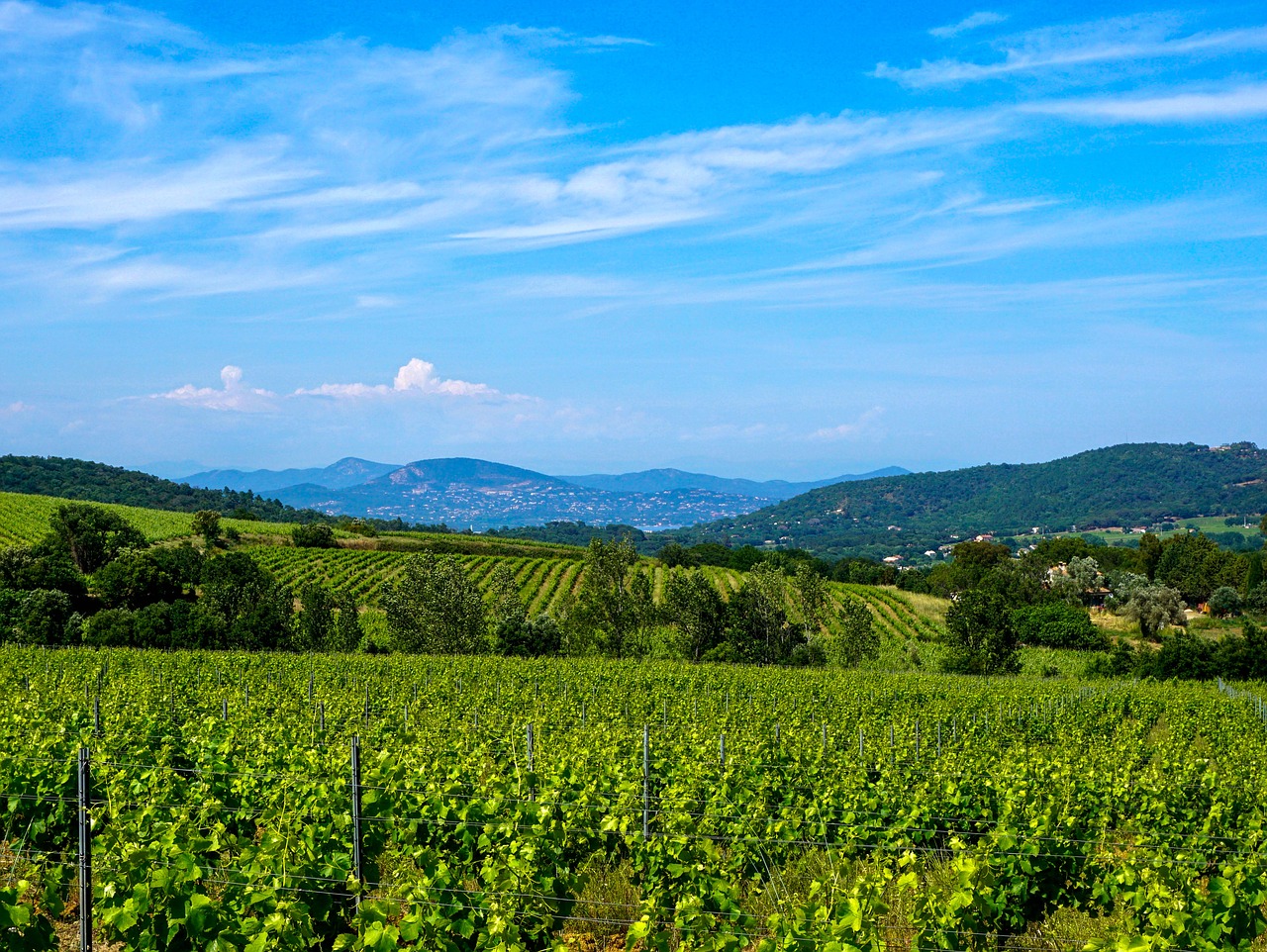 south of france  france  vineyard free photo