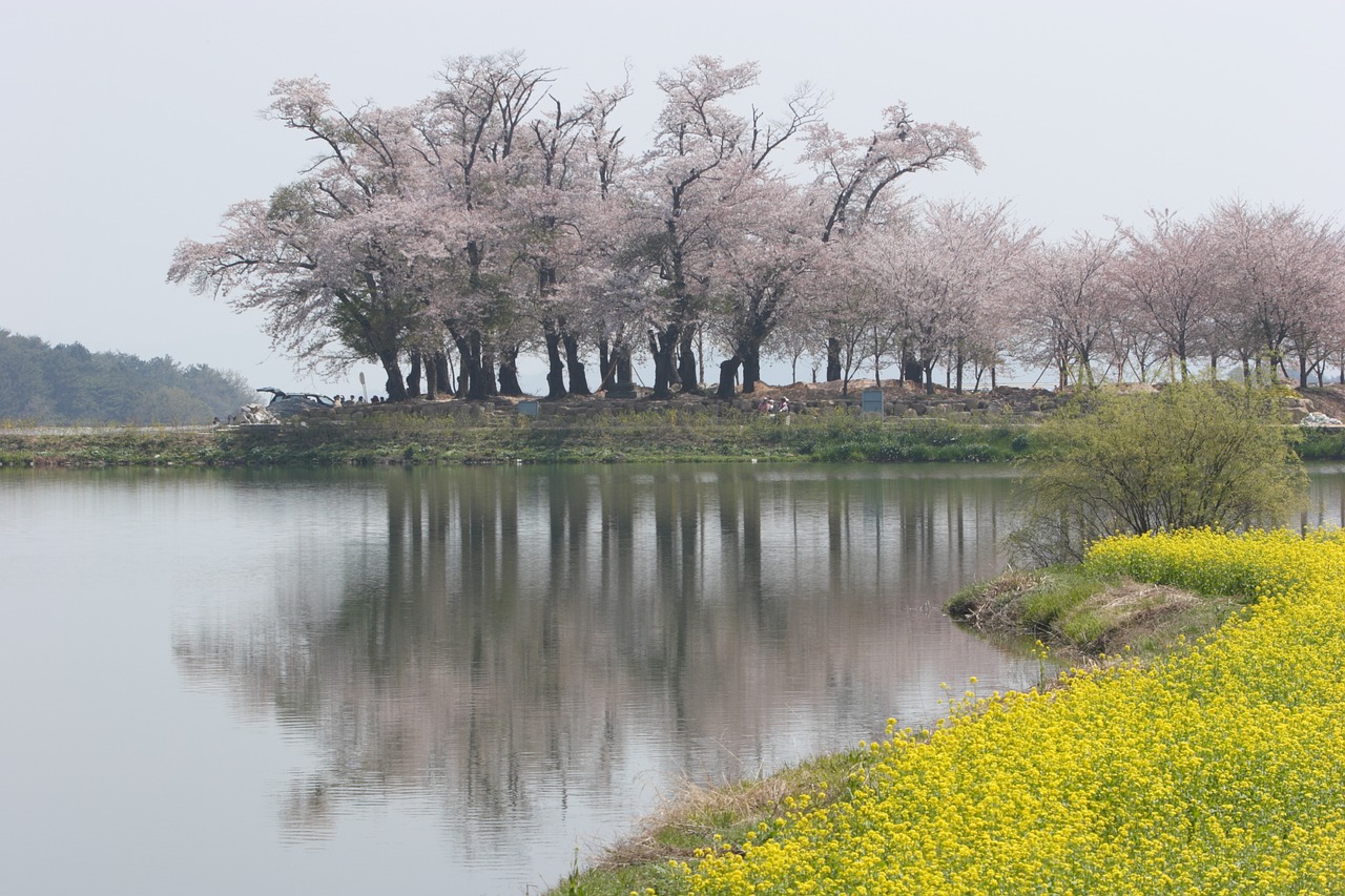 south sea cherry flowers the grasslands free photo