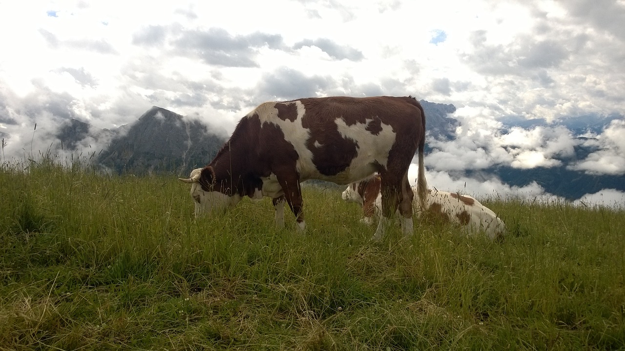 south tyrol alpine mountains free photo