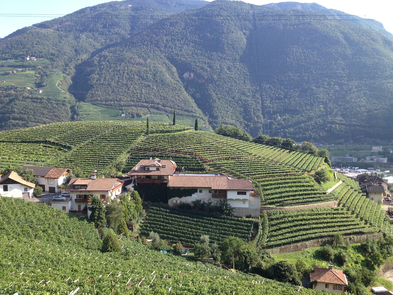 south tyrol vineyards italy free photo