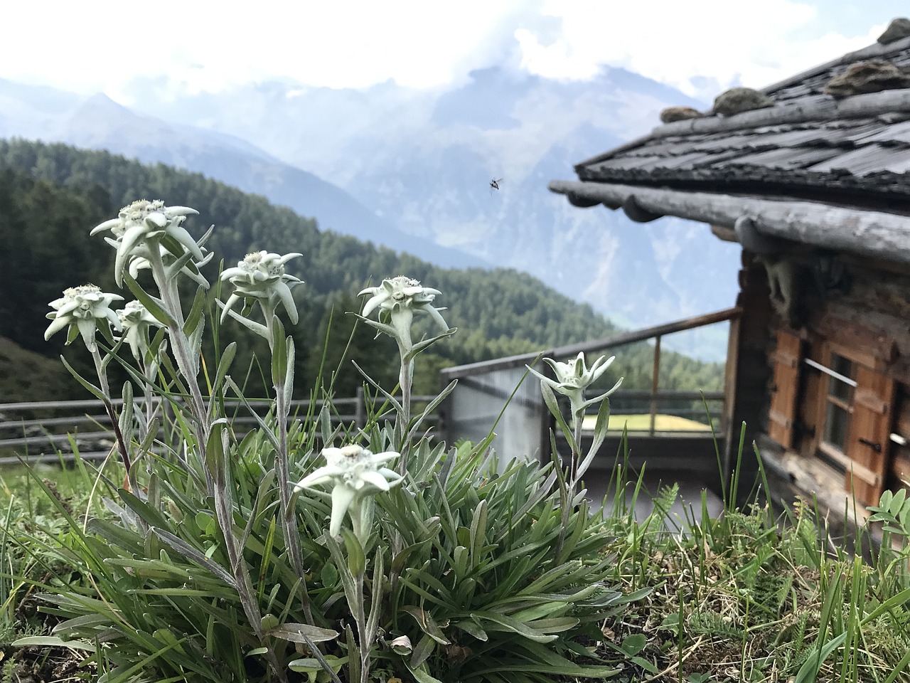 south tyrol edelweiss plant free photo