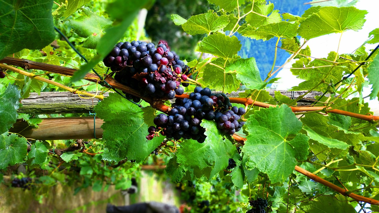 south tyrol blue grape vine free photo