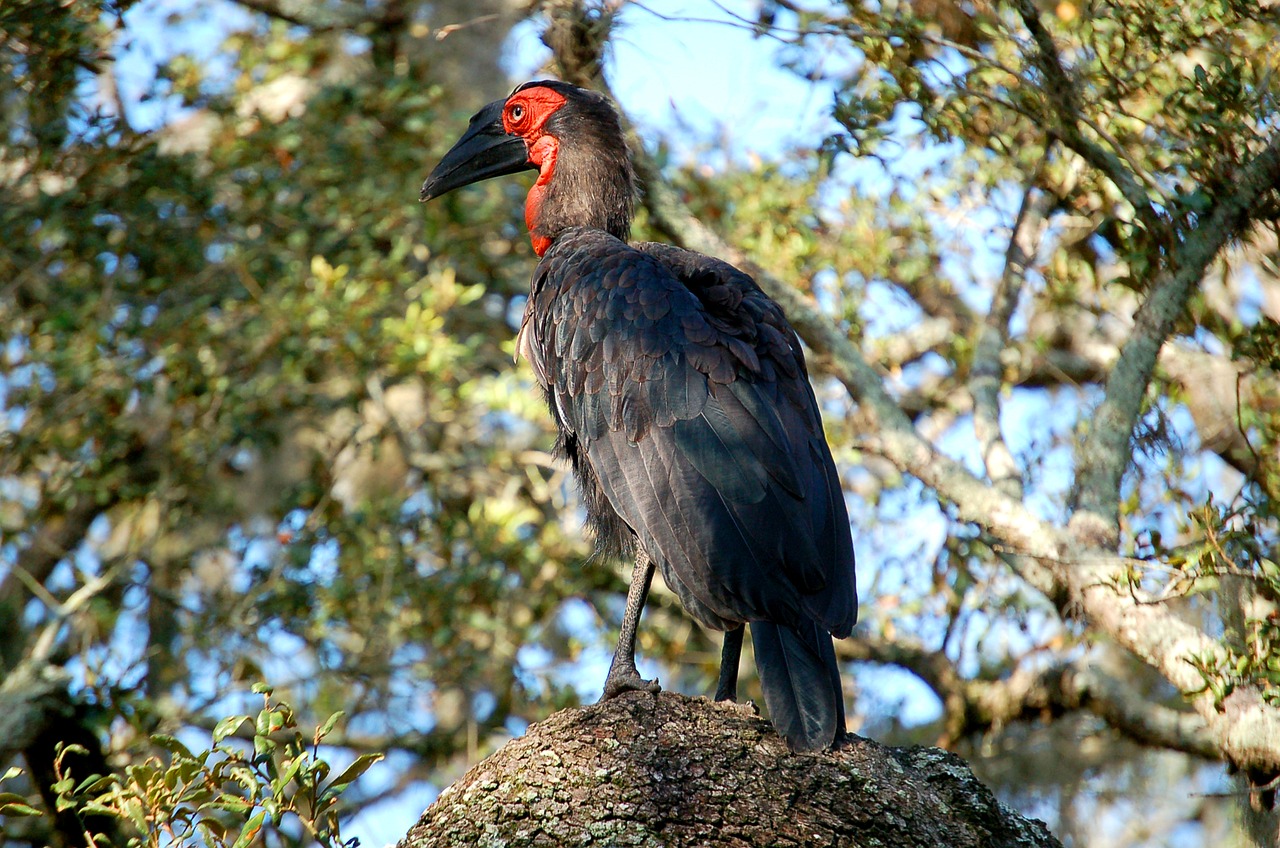 southern ground hornbill free photo
