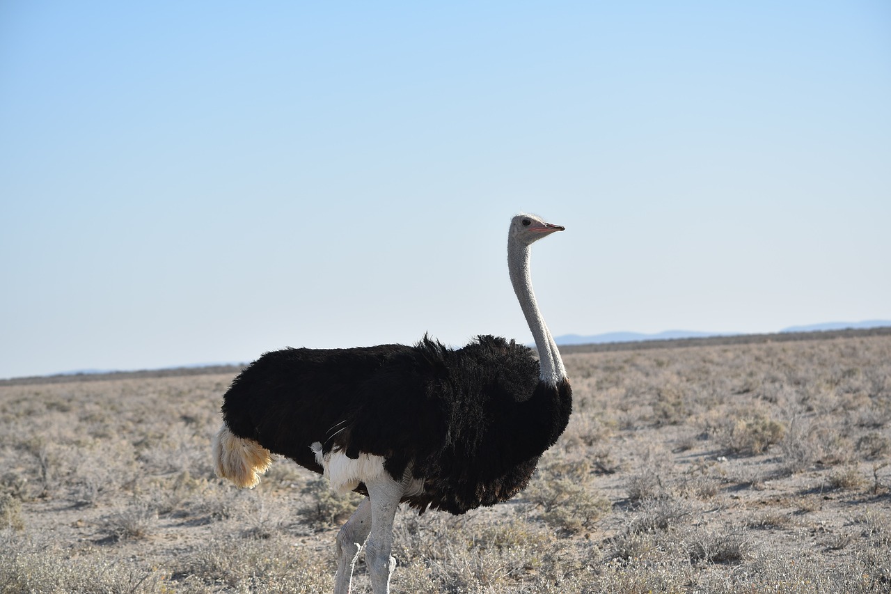 southern african ostrich run free photo