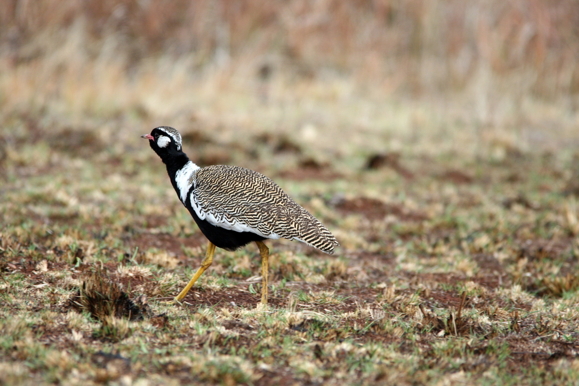 bird avian korhaan free photo