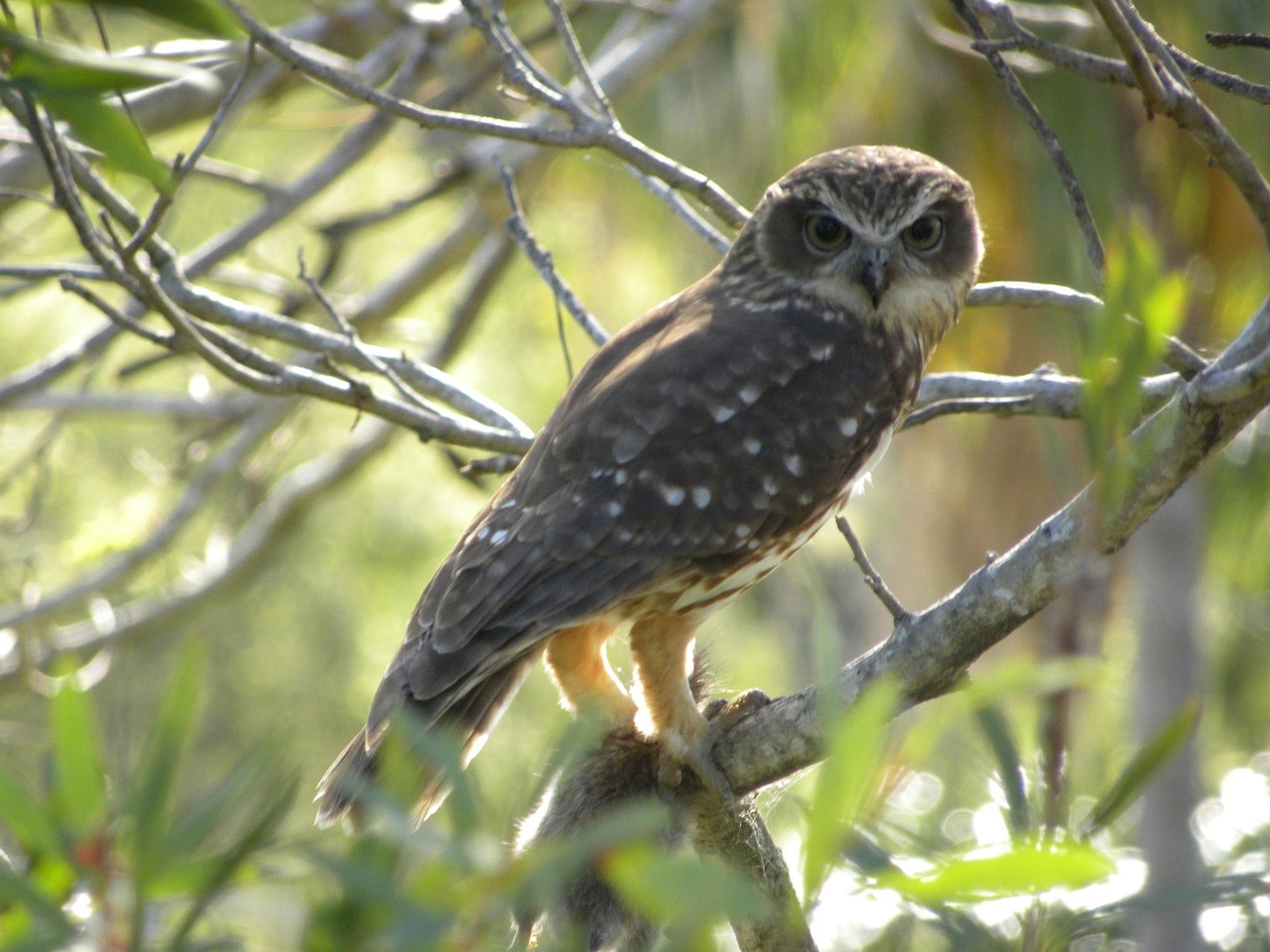 southern boobook owl predator free photo
