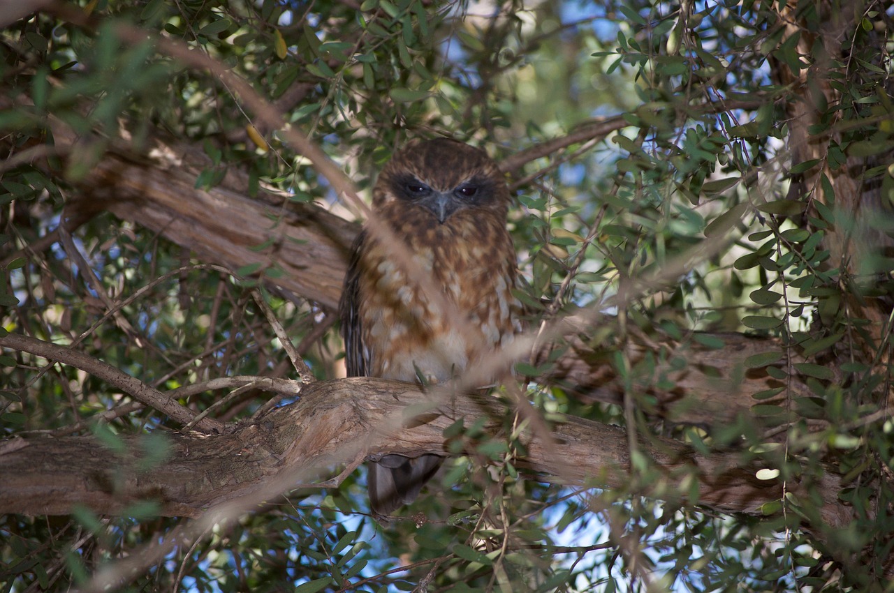 southern boobook owl  australia  bushland free photo